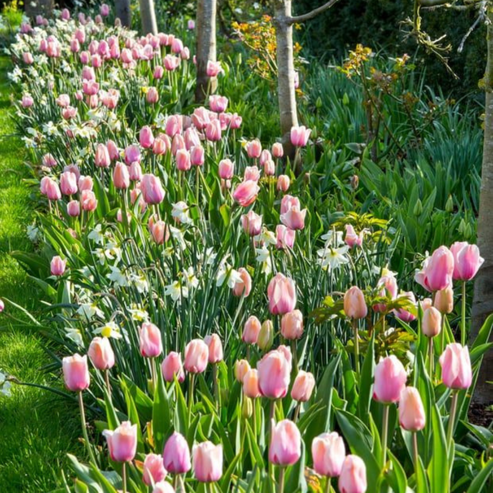 THINGS TO DO IN SPRING